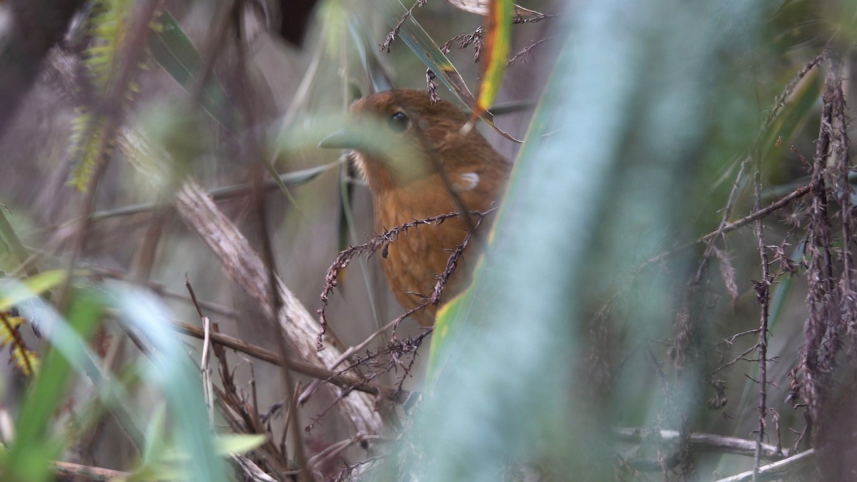 Panao Antpitta - ML645165791