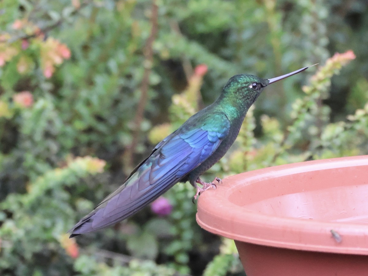 Great Sapphirewing - ML645165794