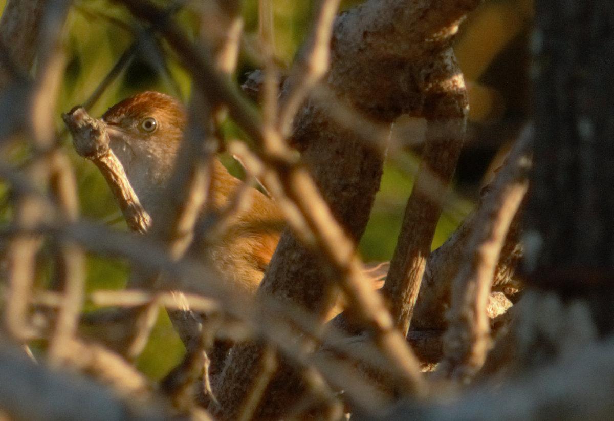 stortornfugl - ML645165795