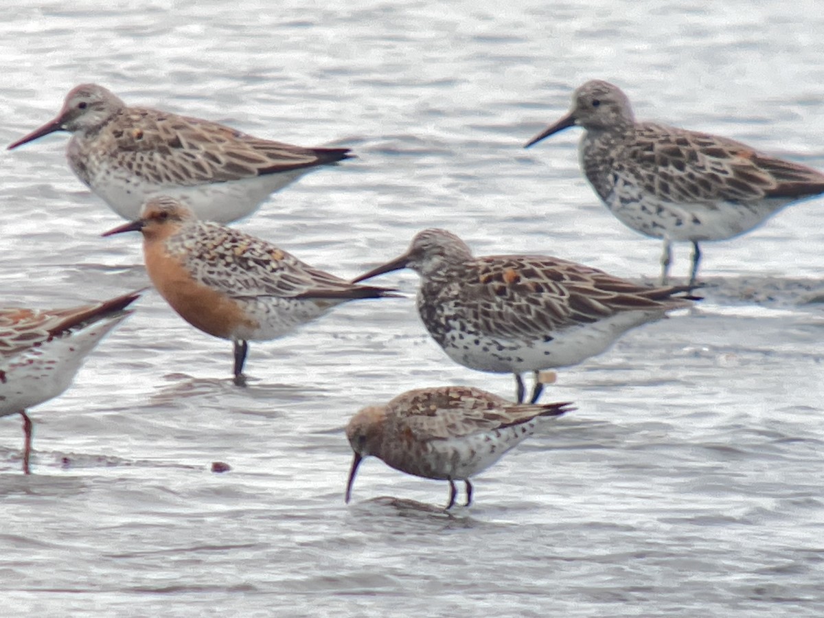 חופית להקנית - ML645165799