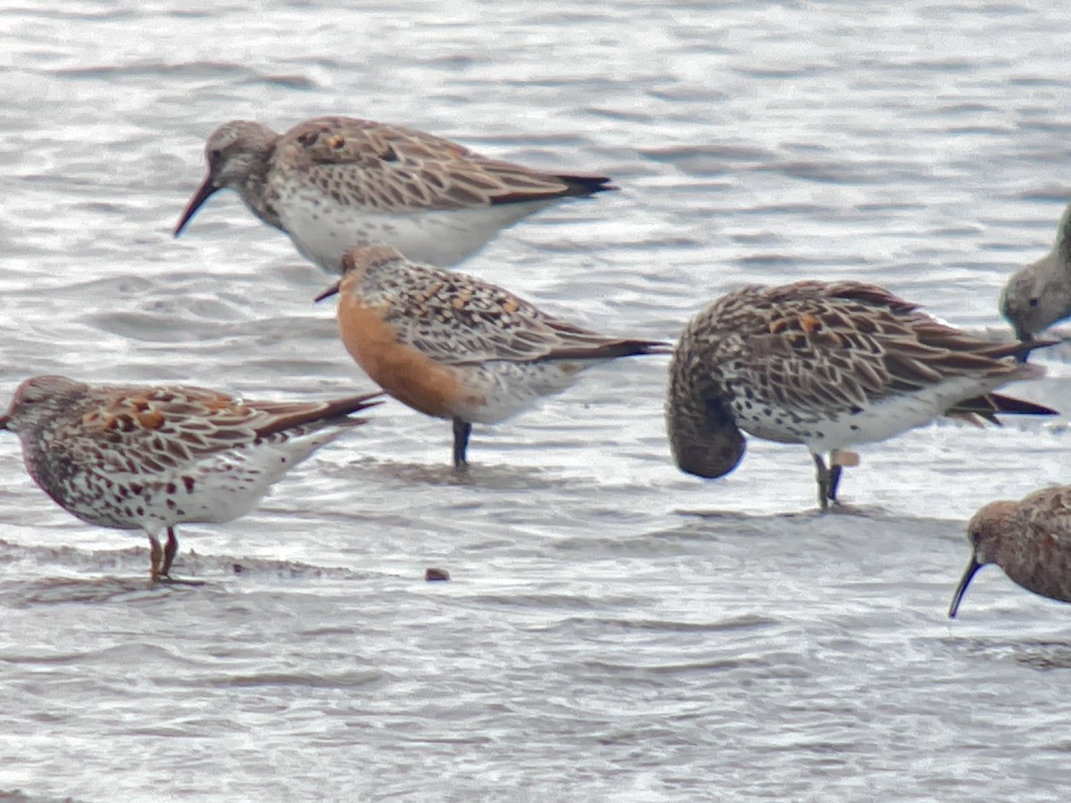 חופית להקנית - ML645165800