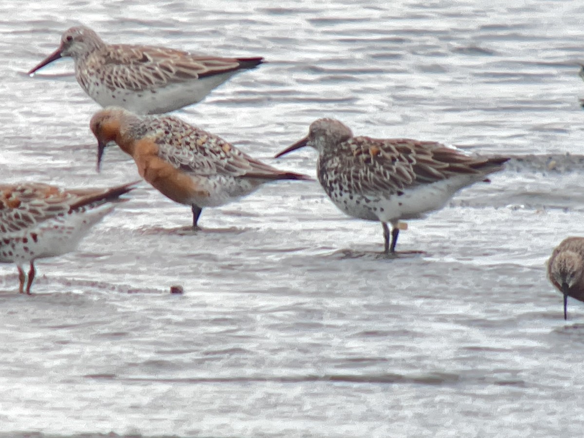 חופית להקנית - ML645165801