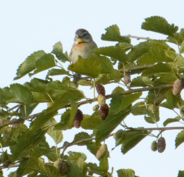 stråstjert - ML645165803