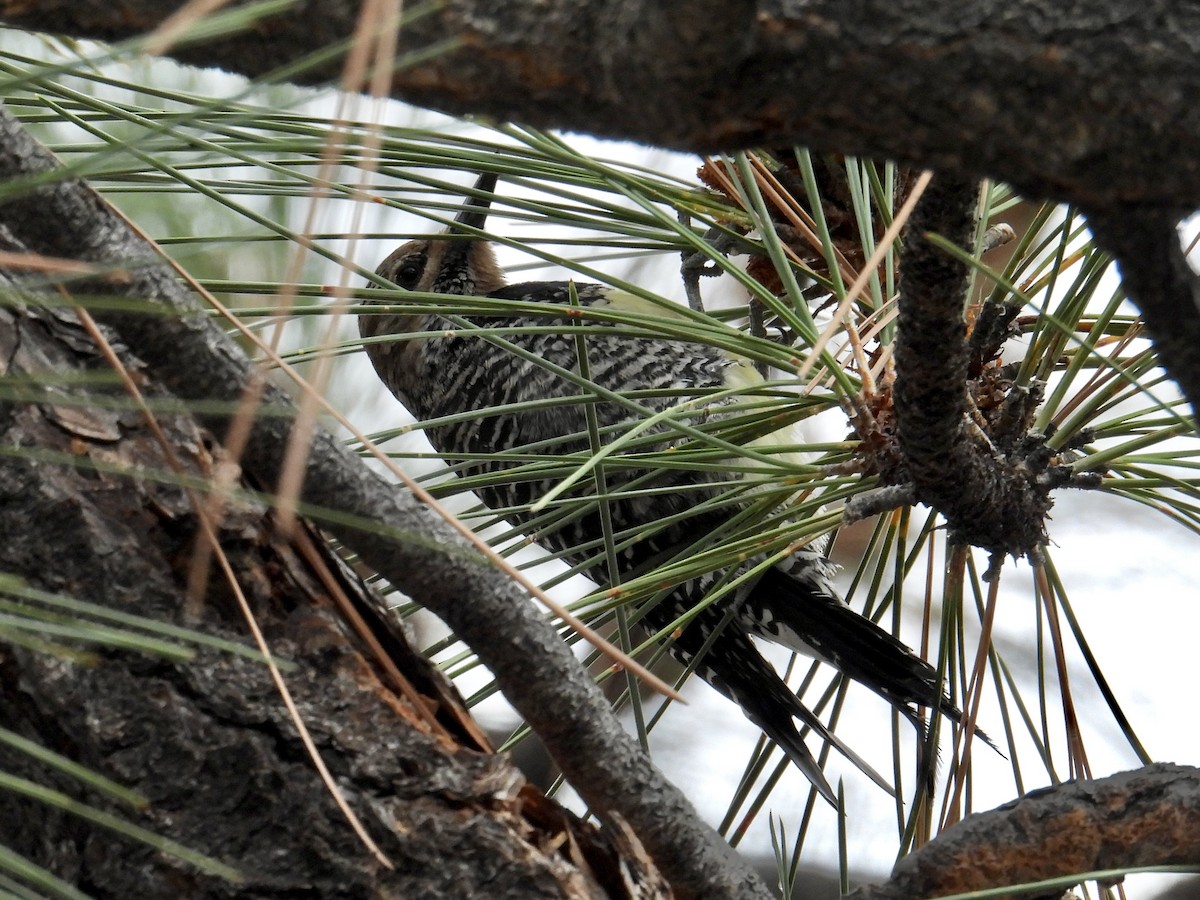 Williamson's Sapsucker - ML645165804