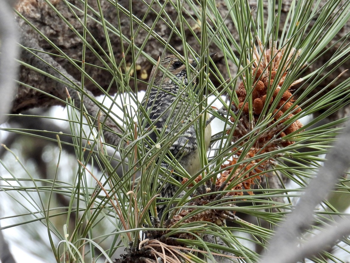 Williamson's Sapsucker - ML645165805