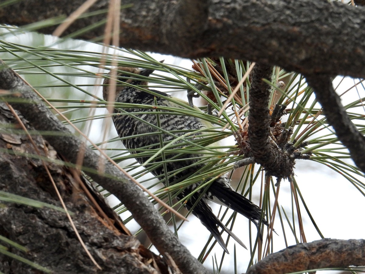 Williamson's Sapsucker - ML645165806