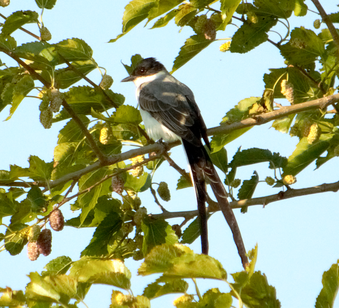 gaffeltyrann - ML645165817