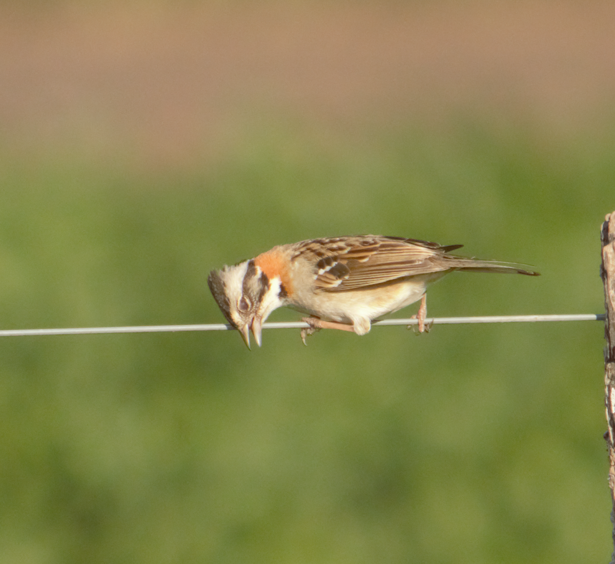 rustkragespurv - ML645165819