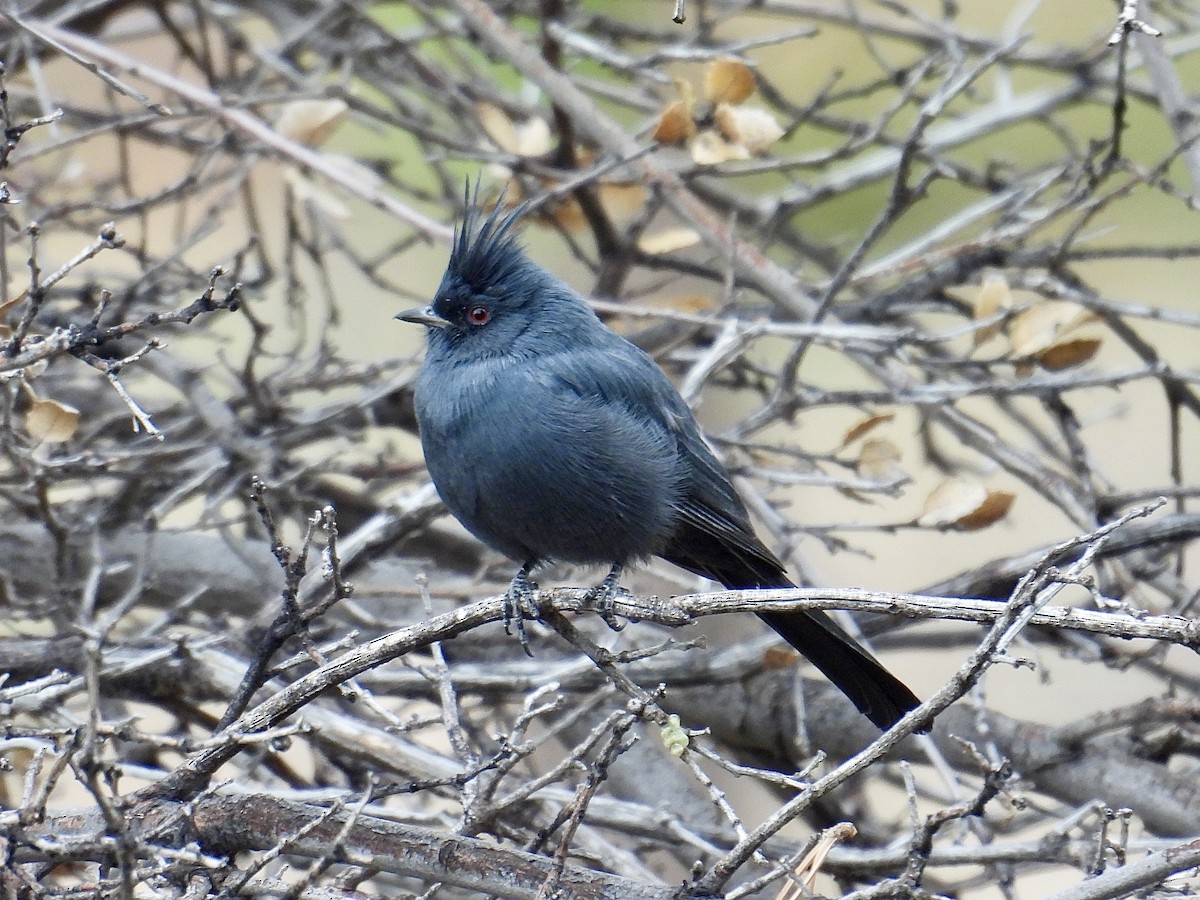 Phainopepla - ML645165821