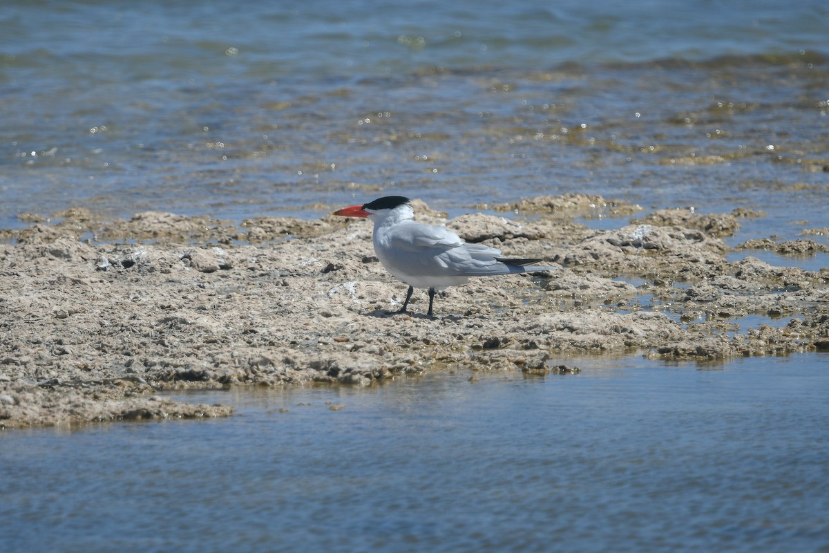 Hazar Sumrusu - ML645165824