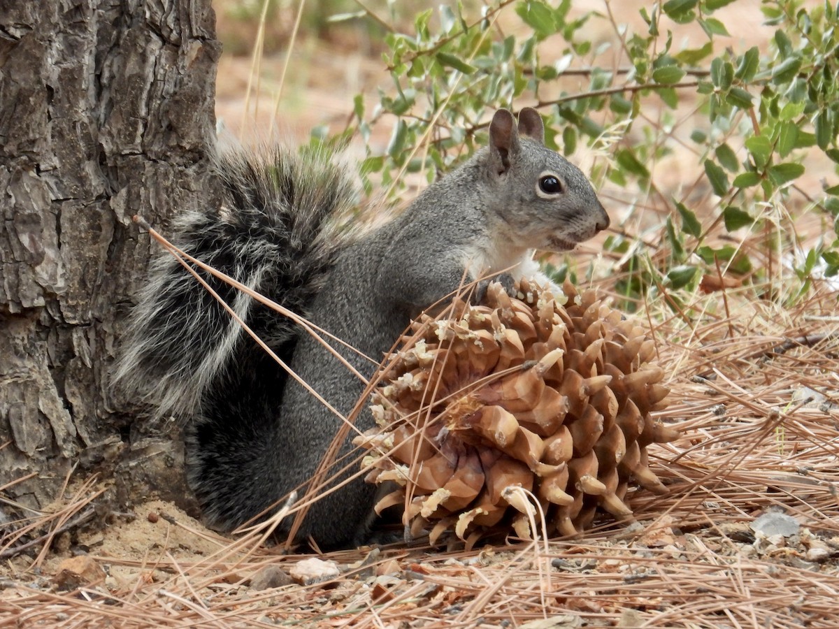 Western Gray Squirrel - ML645165827