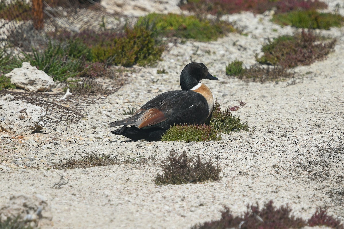 Australian Shelduck - ML645165833