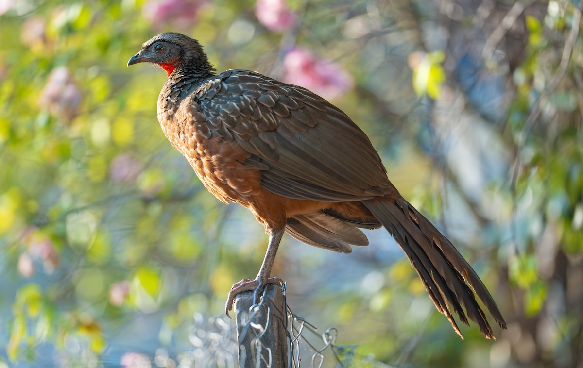 Рыжебрюхая пенелопа - ML645165835