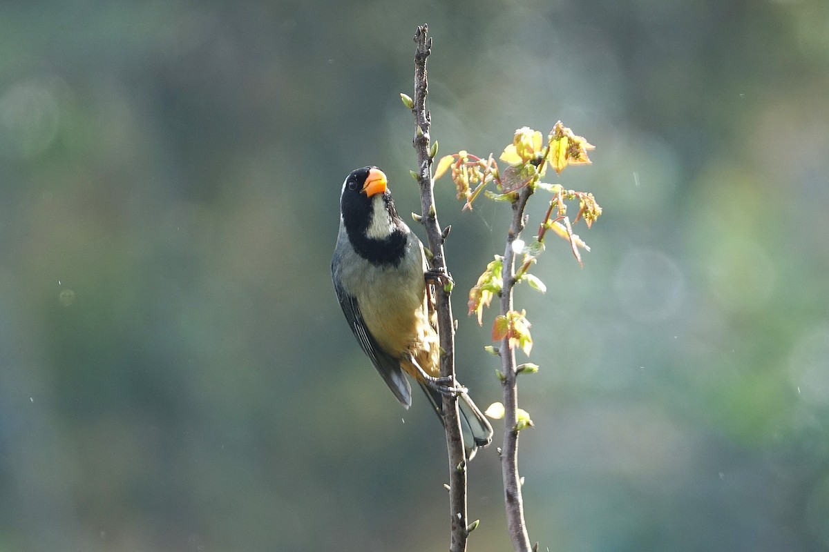 Golden-billed Saltator - ML645165838