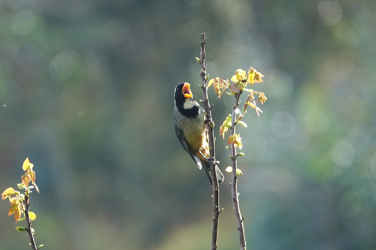 Golden-billed Saltator - ML645165839