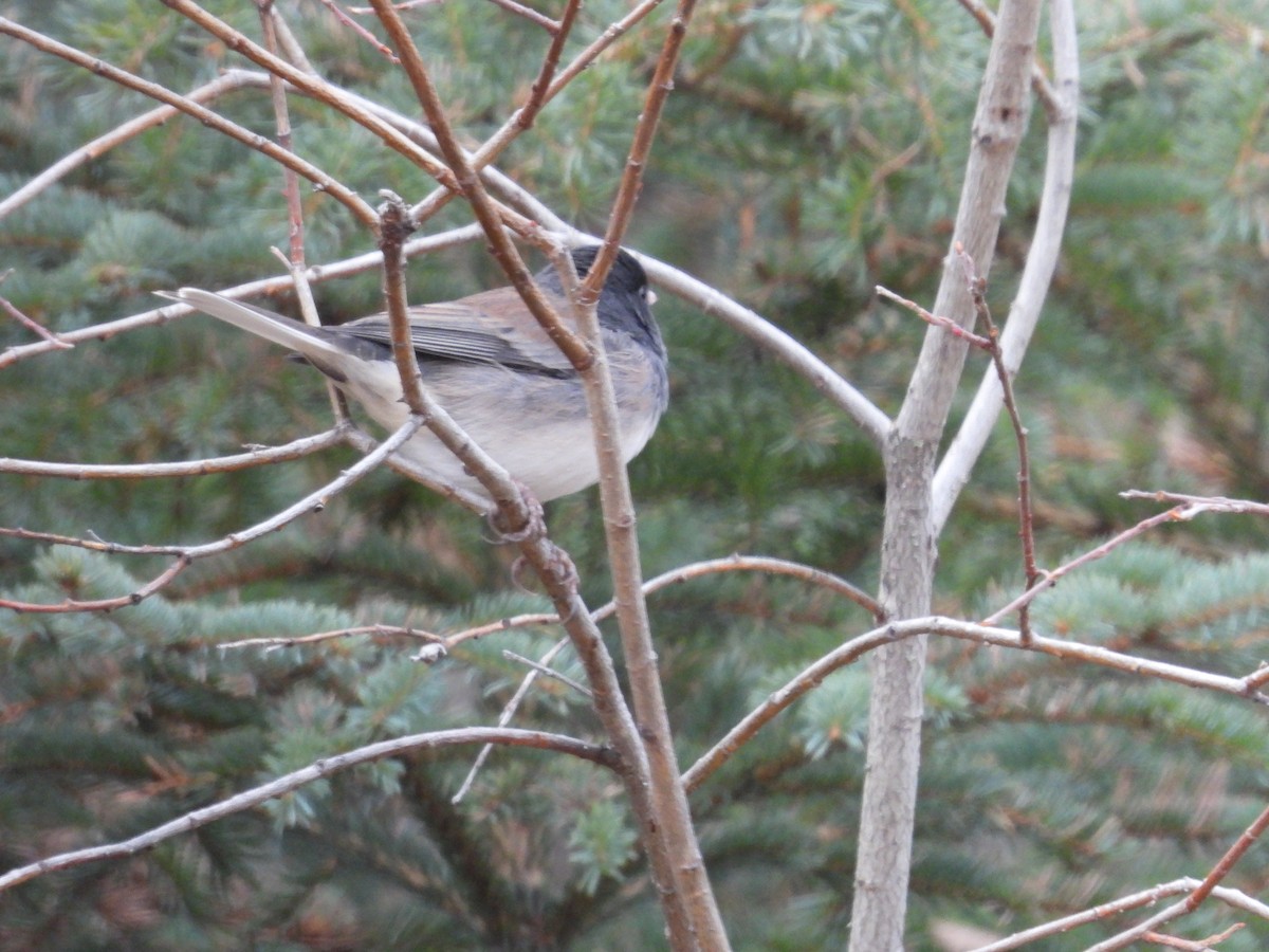Dark-eyed Junco - ML645165854