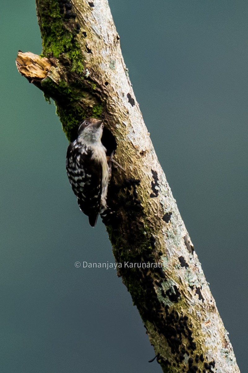 Brown-capped Pygmy Woodpecker - ML645165855