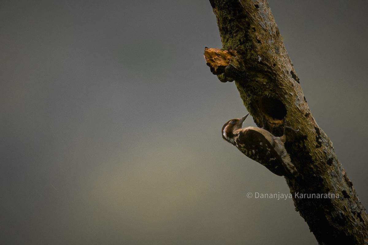Brown-capped Pygmy Woodpecker - ML645165856