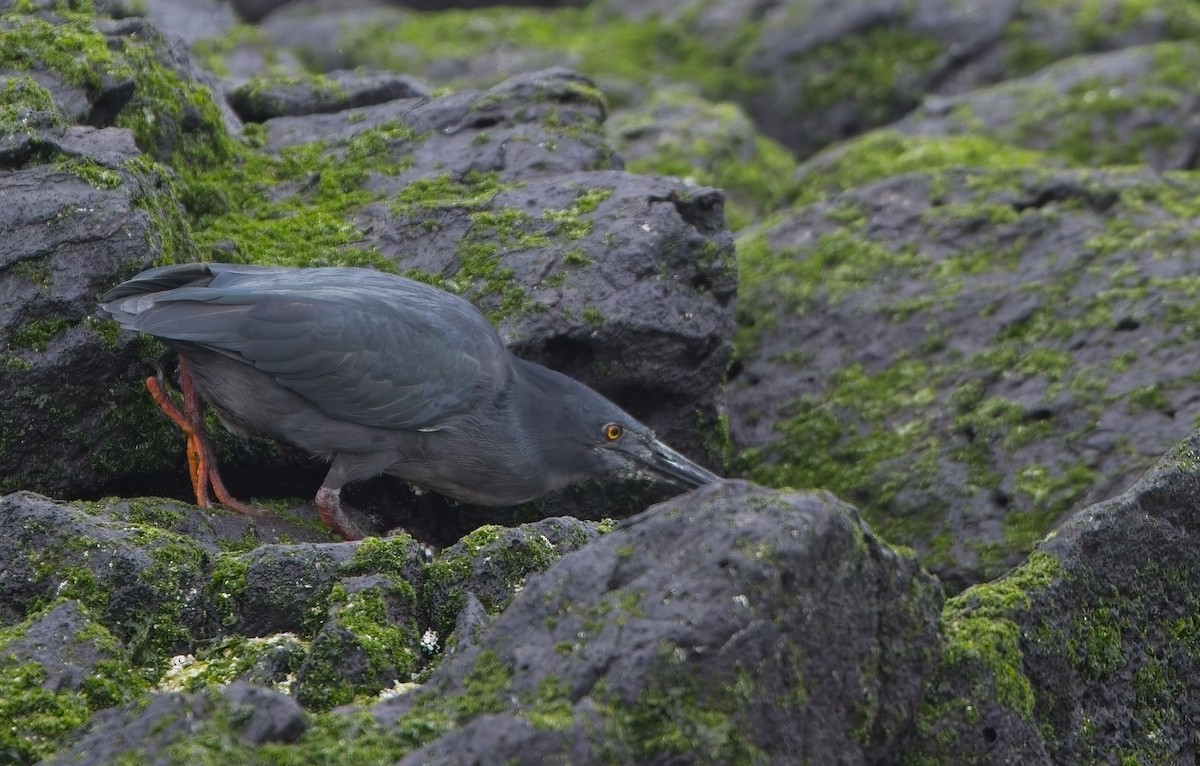 Lava Heron - ML645165859