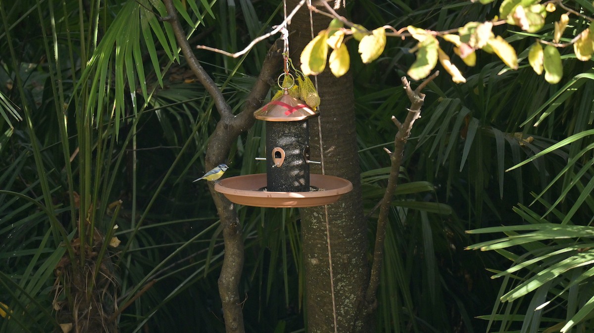 Eurasian Blue Tit - ML645165864