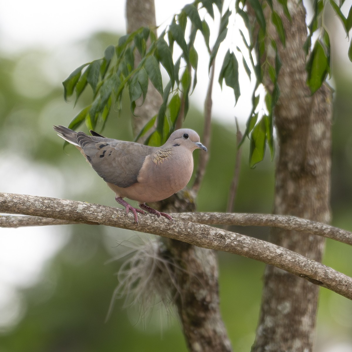 Eared Dove - ML645165865