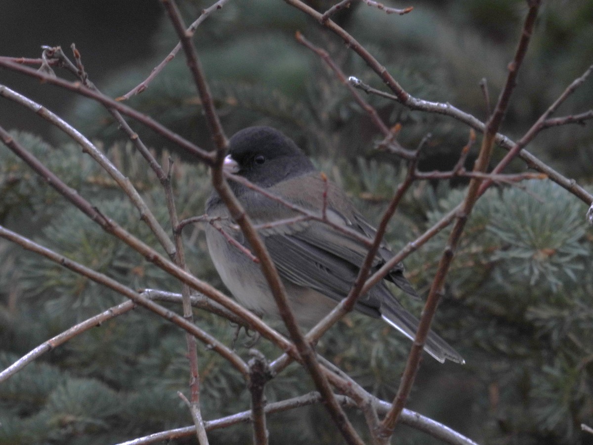 Dark-eyed Junco - ML645165873