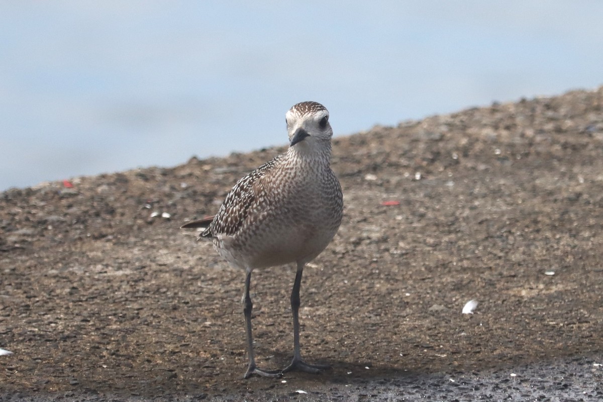 アメリカムナグロ - ML645165883