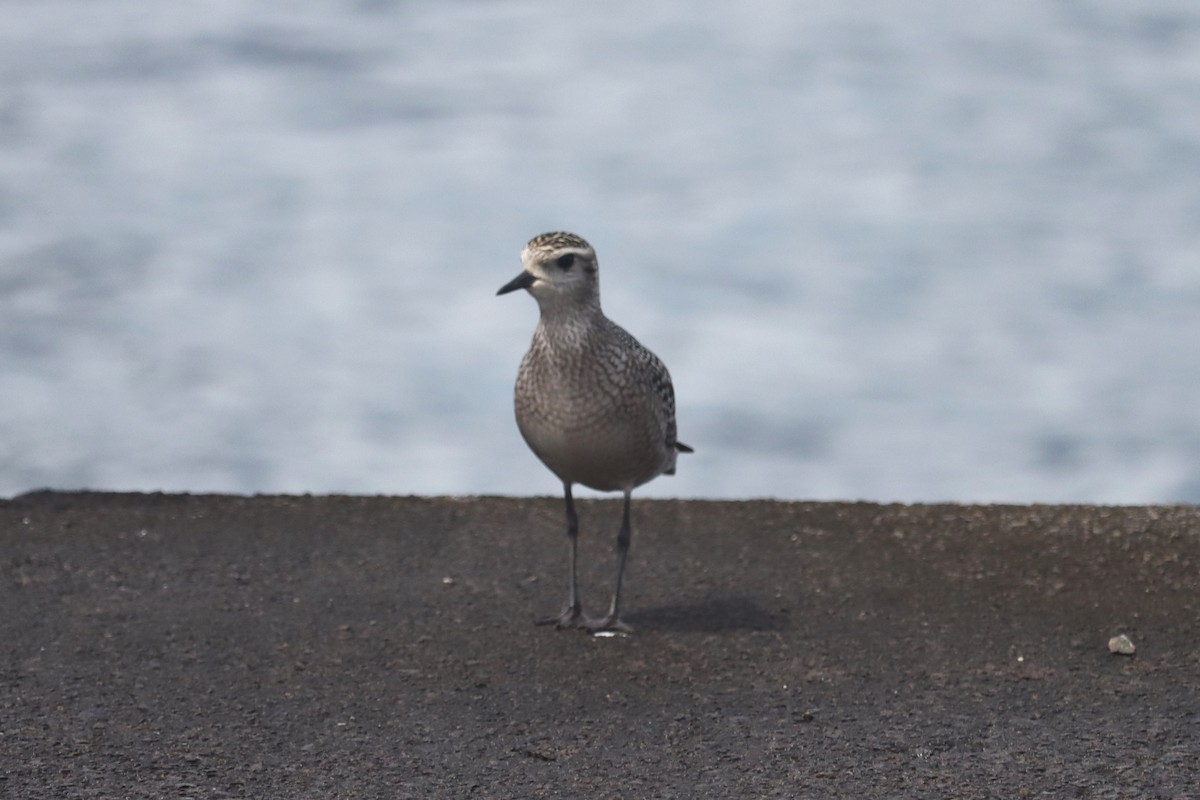アメリカムナグロ - ML645165884
