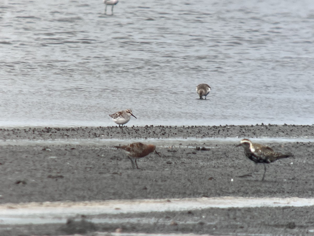 Broad-billed Sandpiper - ML645165890