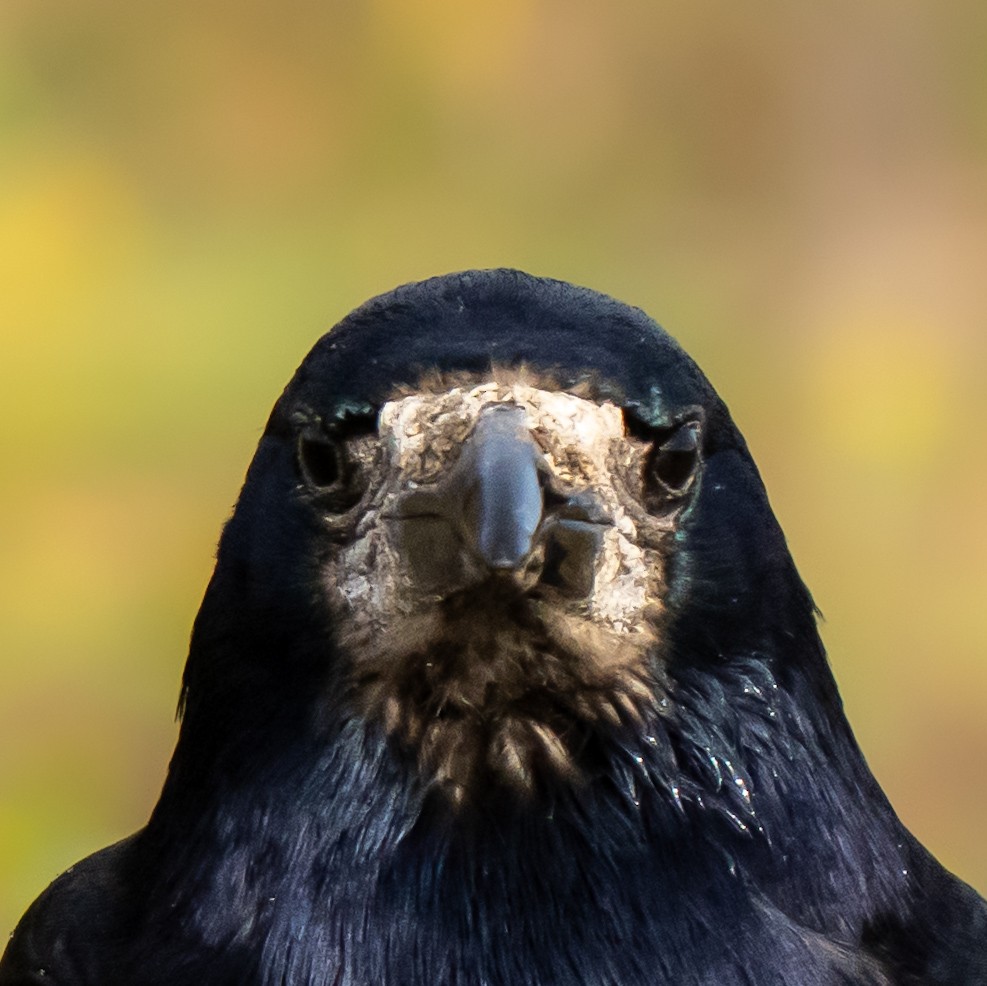 Ekin Kargası - ML645165897