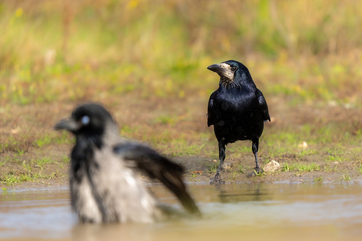 Ekin Kargası - ML645165898