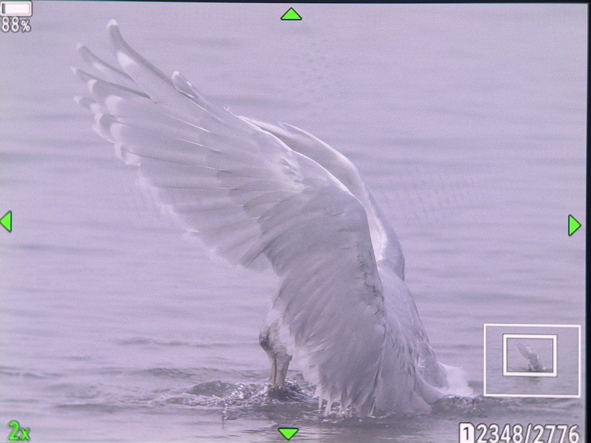 Glaucous-winged Gull - ML645165904