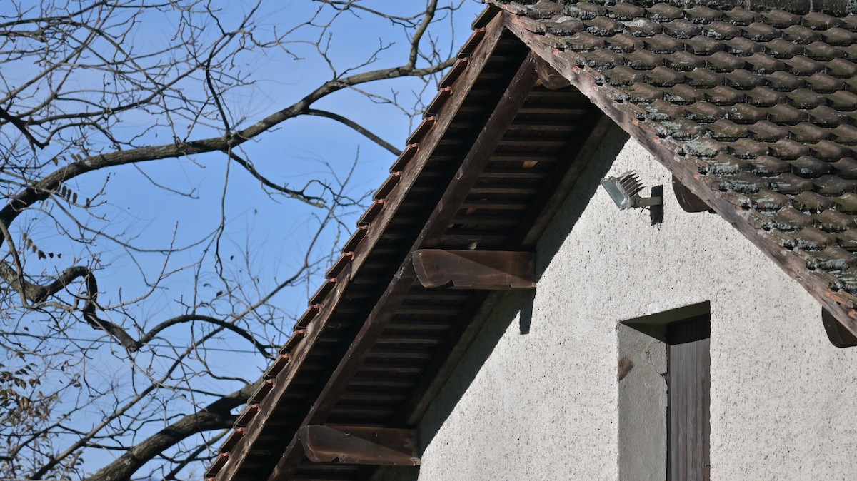 Italian Sparrow - ML645165928