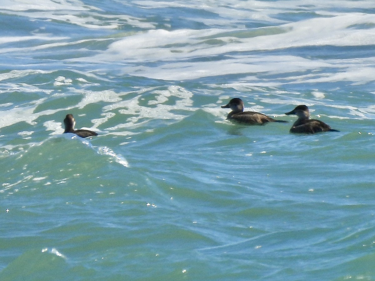 Ruddy Duck - ML645165946