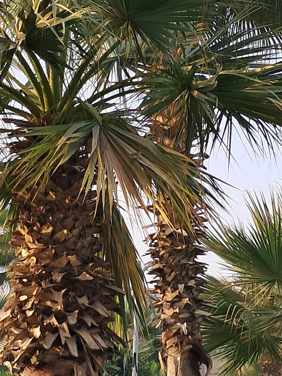 Indian Silverbill - ML645165950