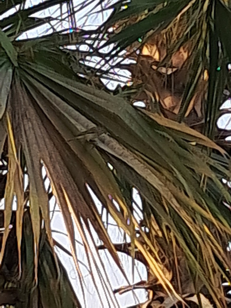 Indian Silverbill - ML645165951