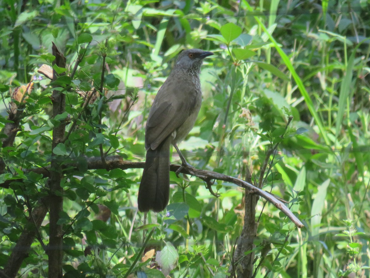 Arrow-marked Babbler - ML645165962