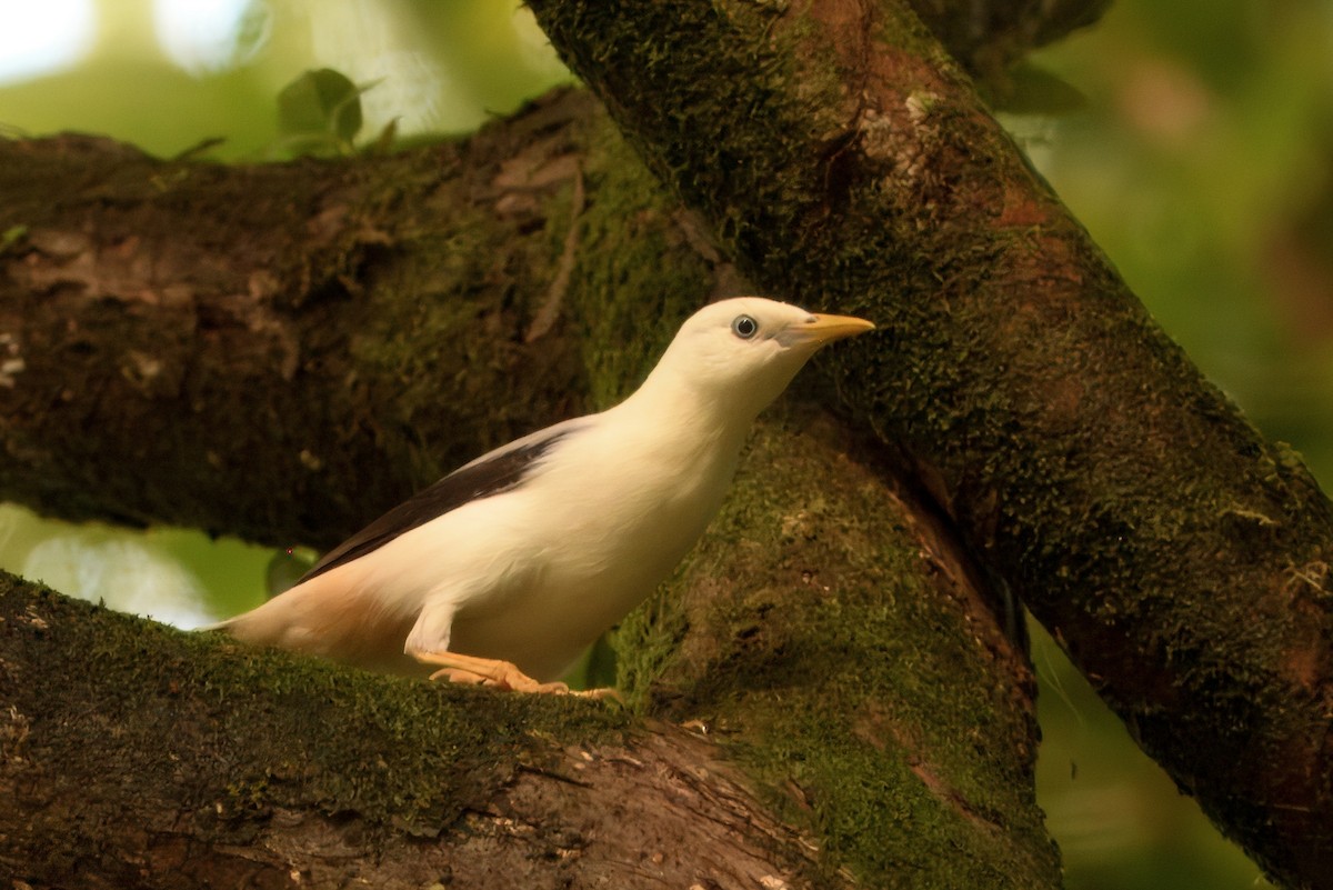 White-headed Starling - ML645165964