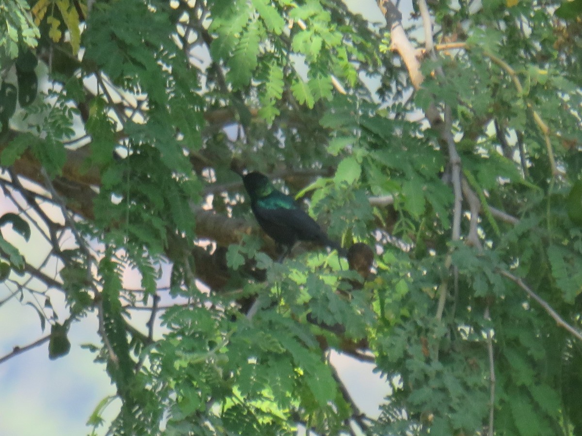 Purple-banded Sunbird - ML645165968