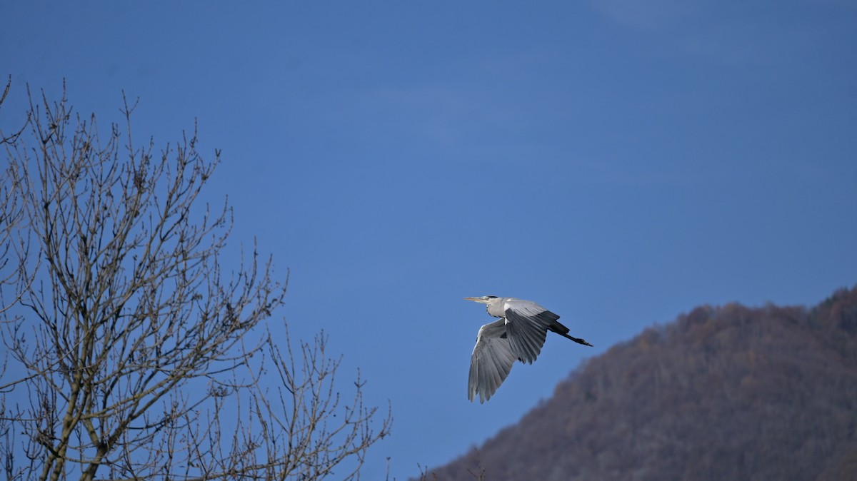 Gray Heron - ML645165972