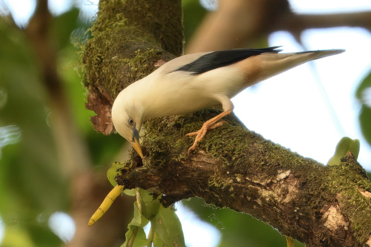 White-headed Starling - ML645165973