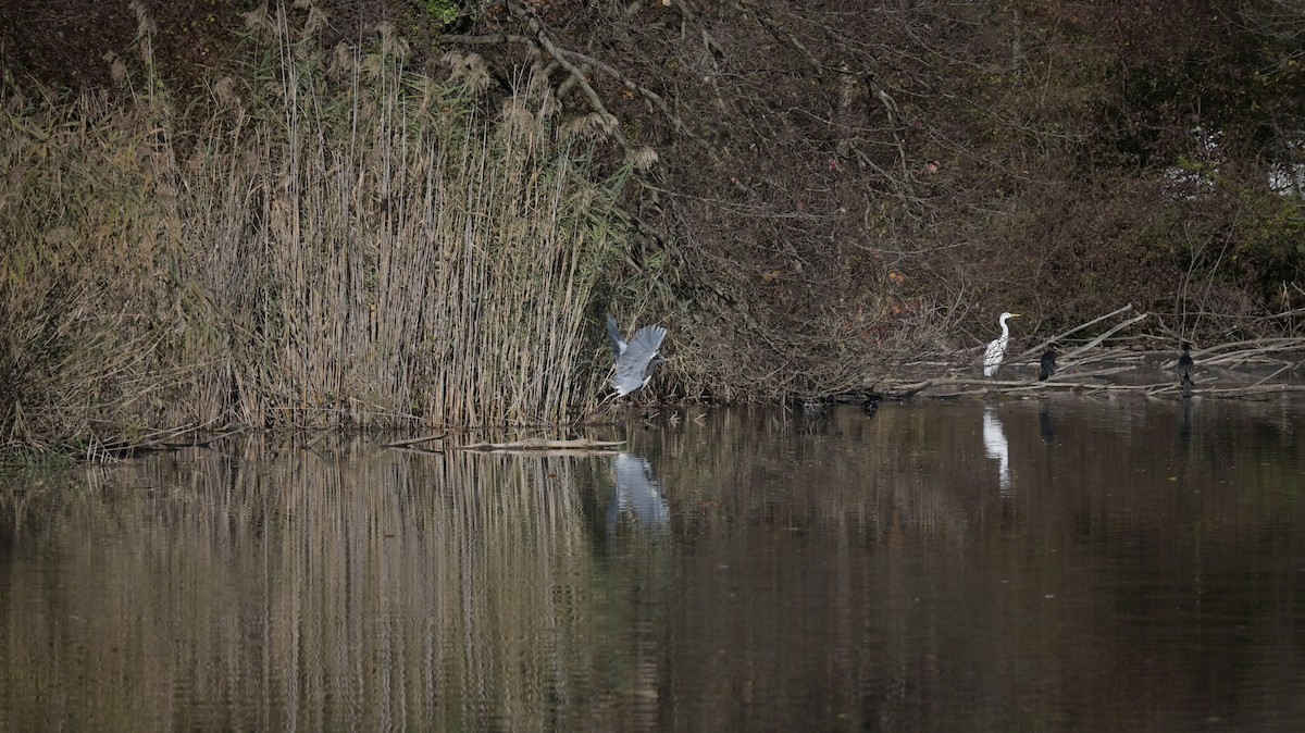 Gray Heron - ML645165974