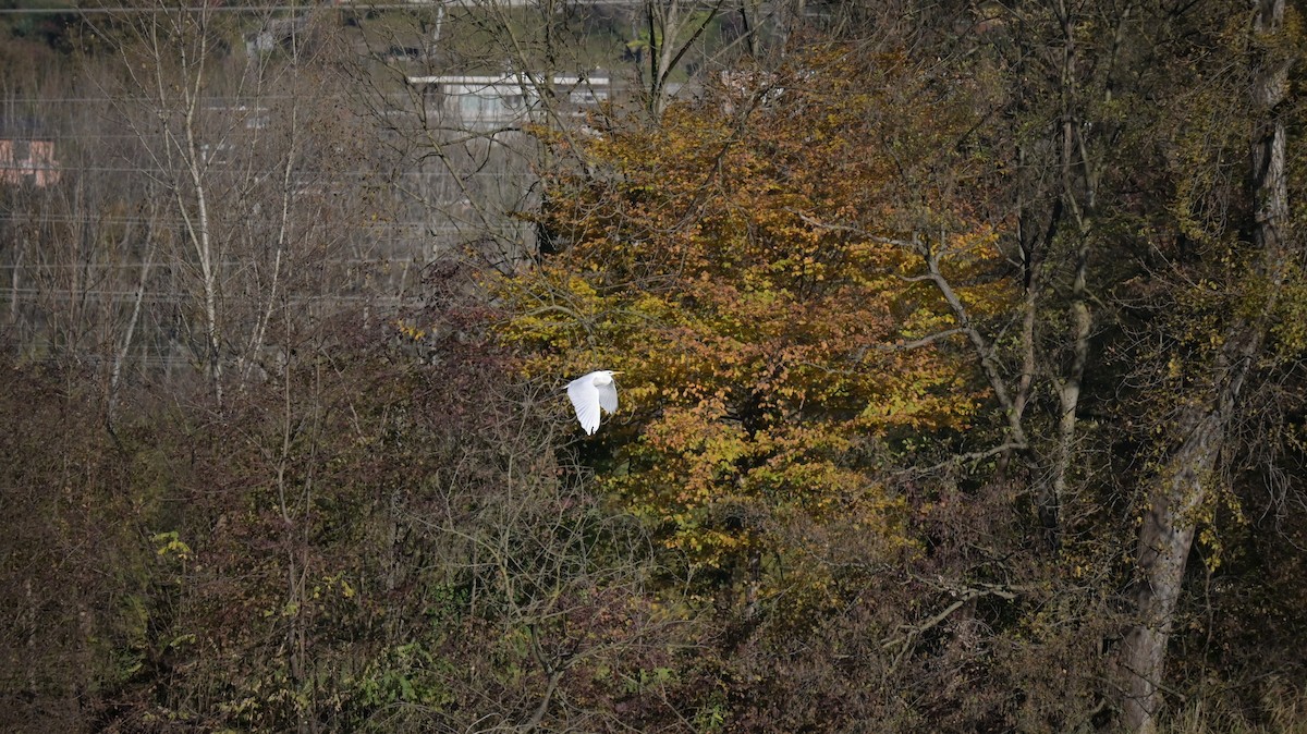 Great Egret - ML645165976