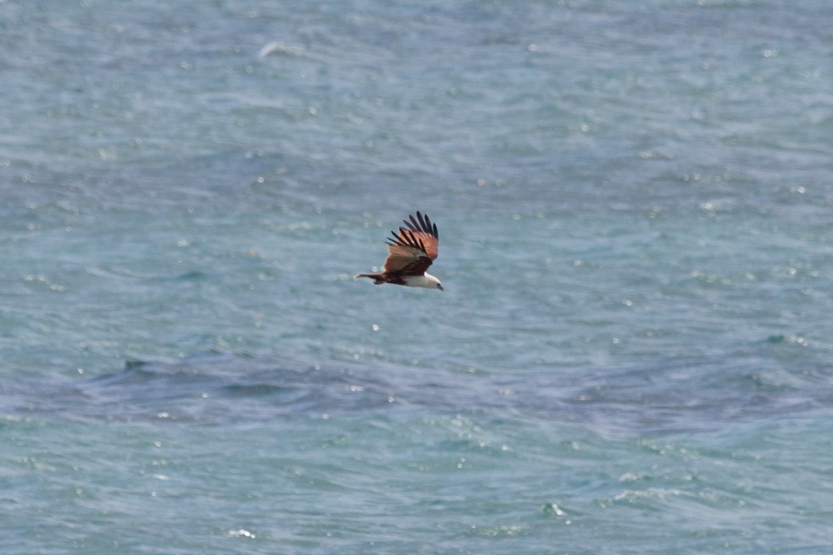 Brahminy Kite - ML645165977