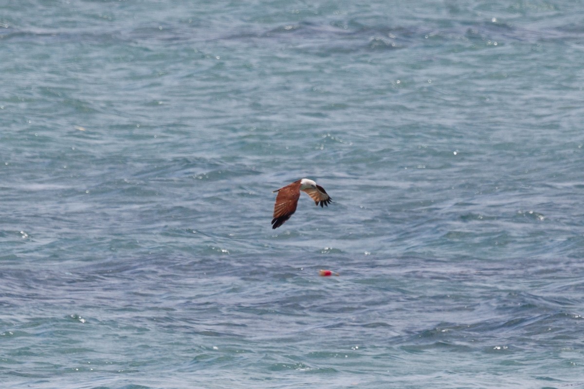 Brahminy Kite - ML645165978