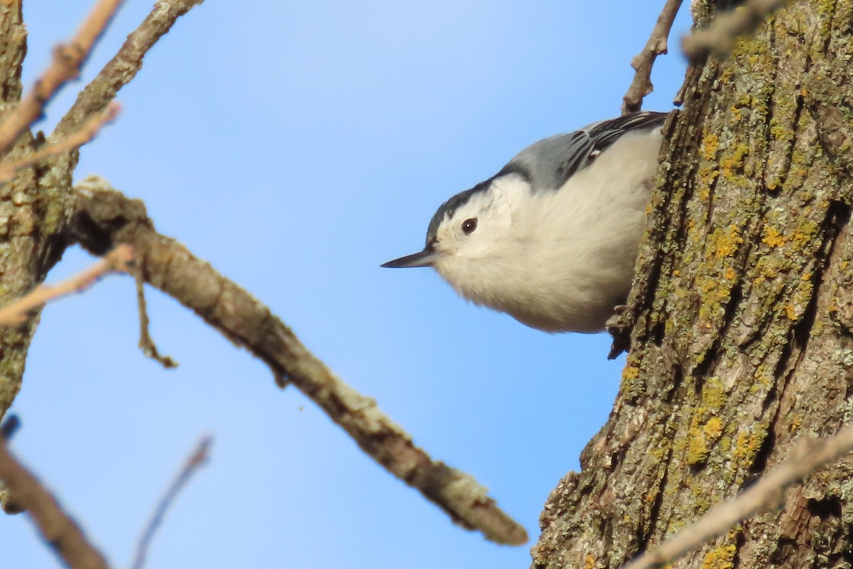 White-breasted Nuthatch - ML645165979