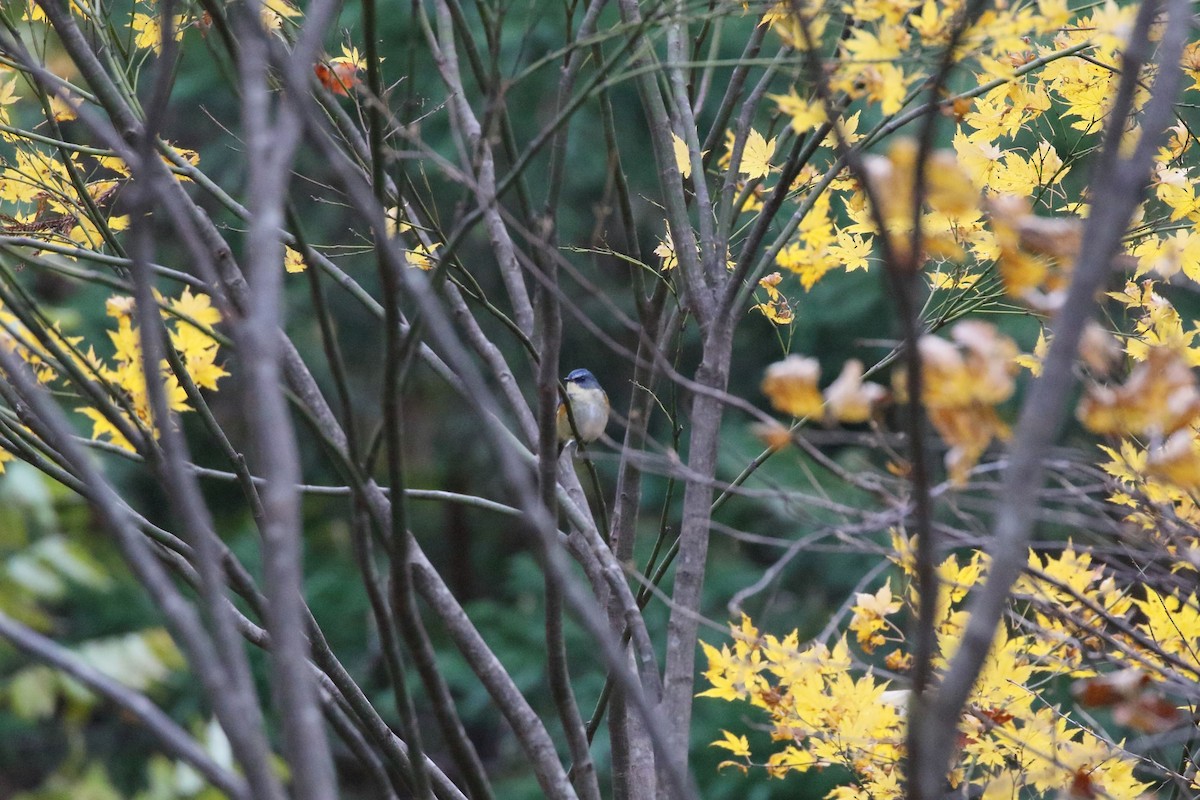 Red-flanked Bluetail - ML645165980