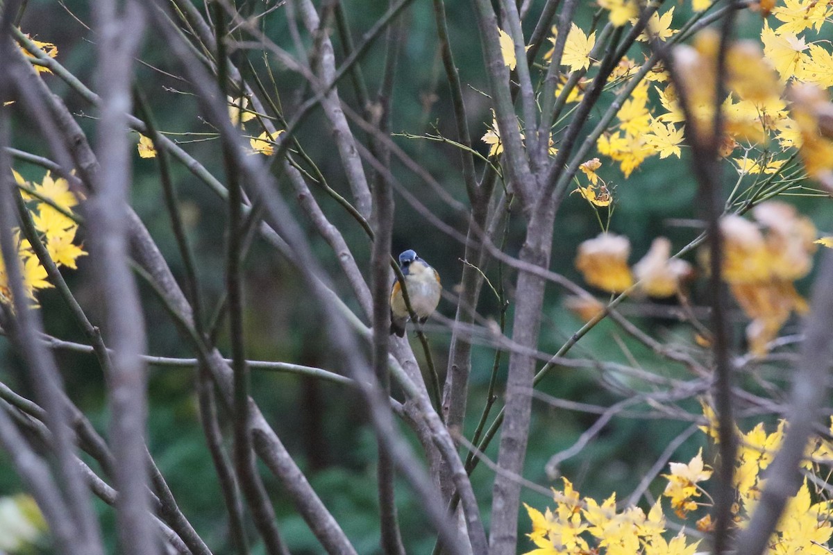 Red-flanked Bluetail - ML645165981