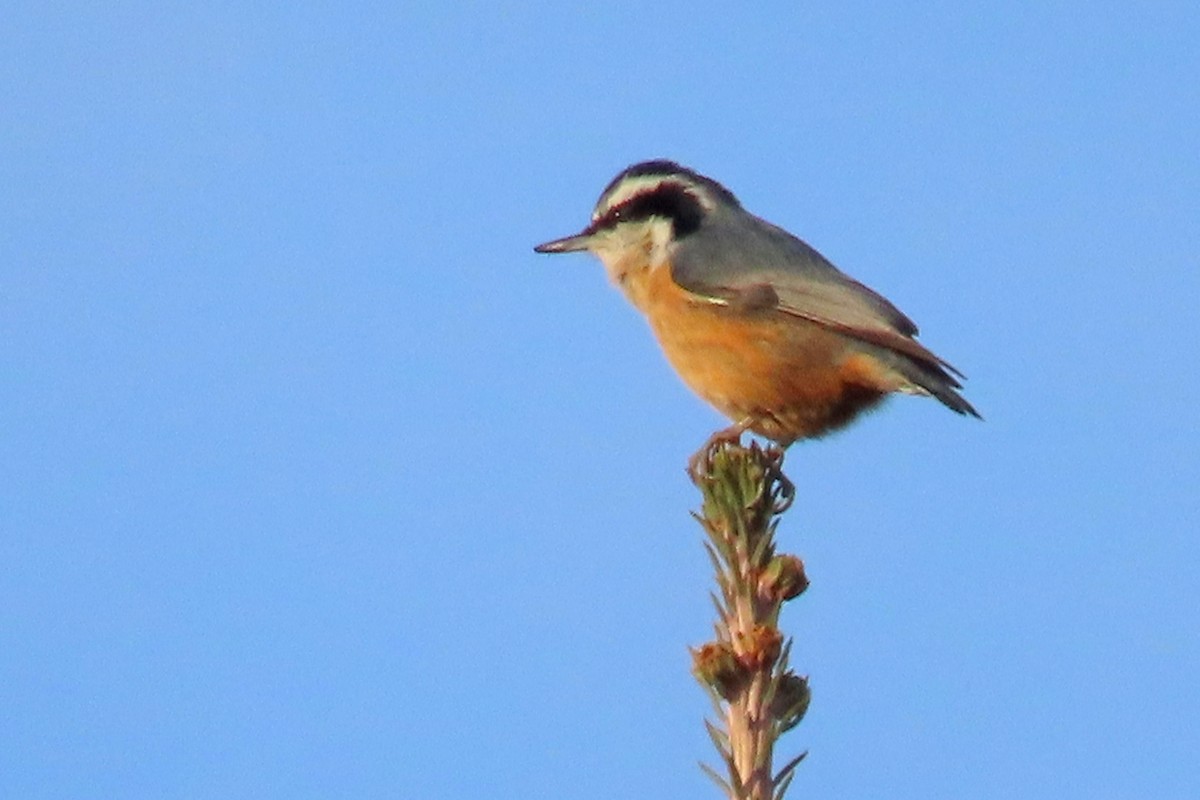 Red-breasted Nuthatch - ML645165983