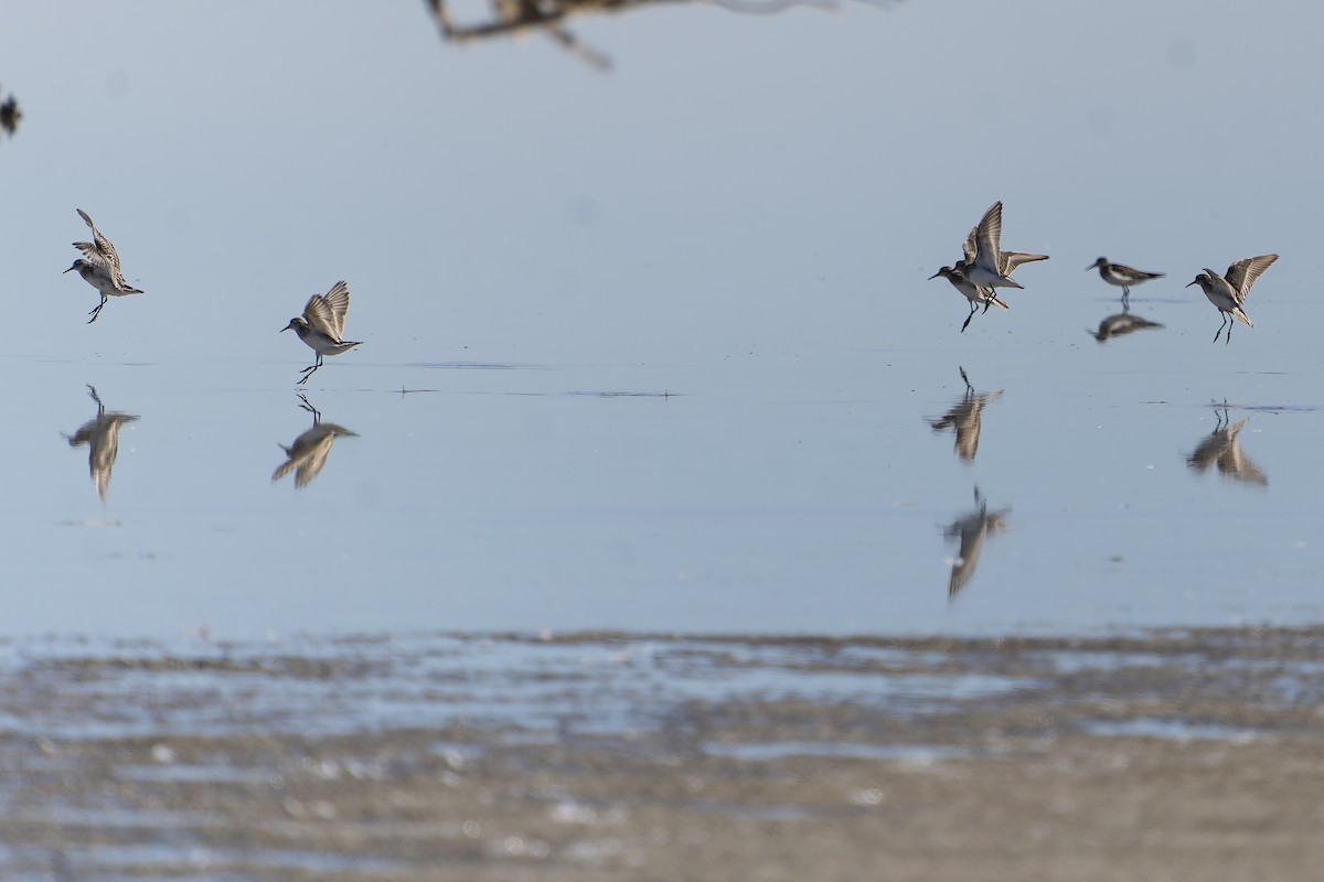 Baird's Sandpiper - ML645165987